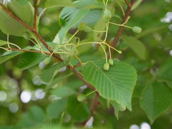 f:id:elmikamino:20120727095205j:image