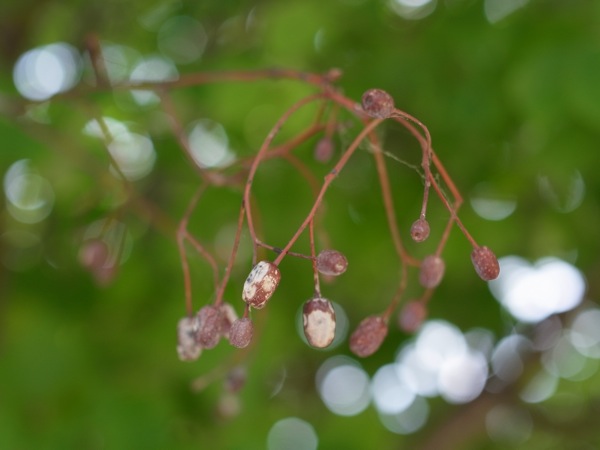 f:id:elmikamino:20120727095230j:image