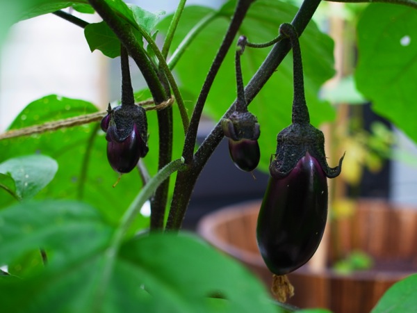 f:id:elmikamino:20120728084610j:image f:id:elmikamino:20120728084610j:image