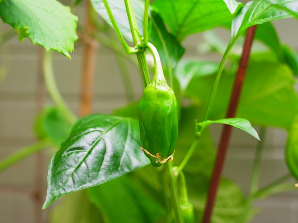 f:id:elmikamino:20120728084632j:image f:id:elmikamino:20120728084632j:image