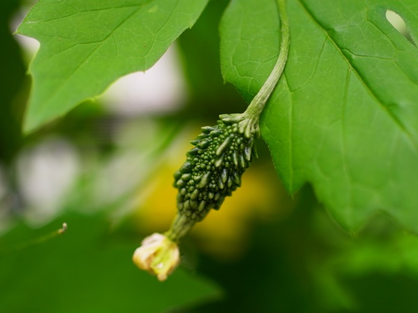 f:id:elmikamino:20120728084723j:image f:id:elmikamino:20120728084723j:image