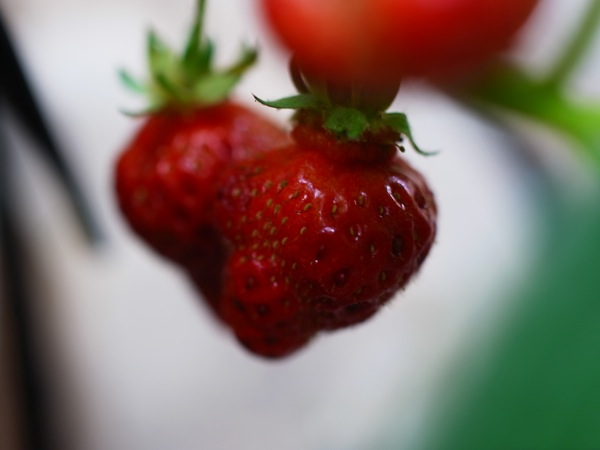 f:id:elmikamino:20120728084755j:image f:id:elmikamino:20120728084755j:image