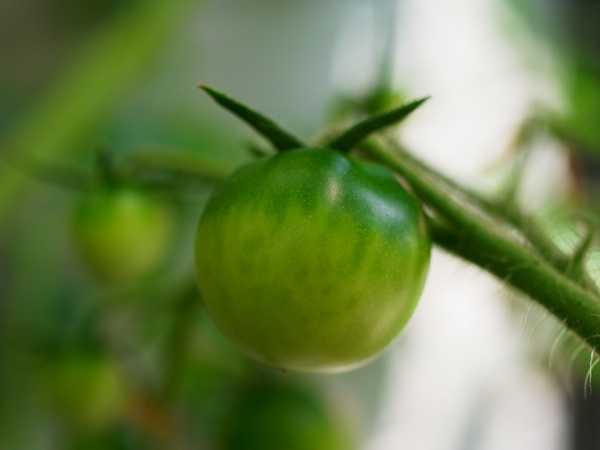 f:id:elmikamino:20120728102227j:image f:id:elmikamino:20120728102227j:image