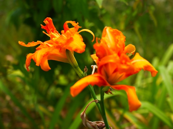 f:id:elmikamino:20120729105629j:image