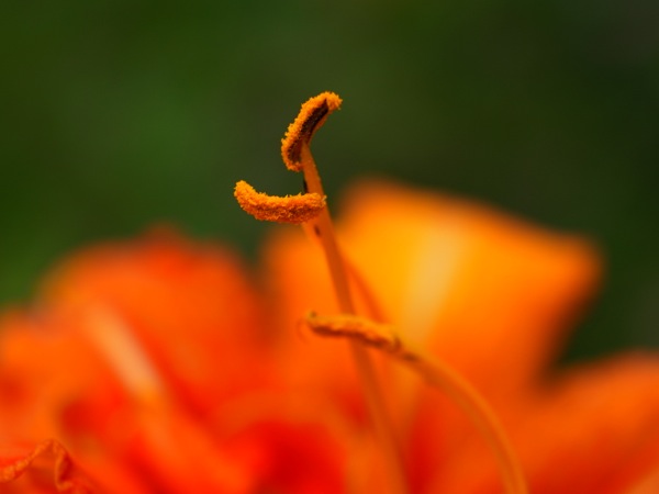 f:id:elmikamino:20120729105659j:image