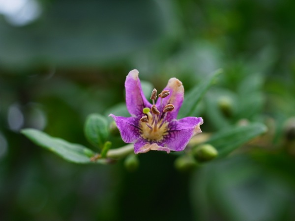 f:id:elmikamino:20120729110001j:image