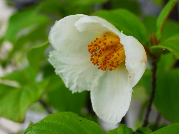 f:id:elmikamino:20120729110211j:image