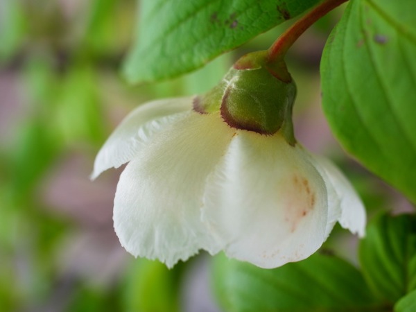 f:id:elmikamino:20120729110309j:image