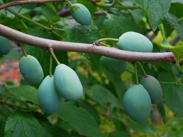 f:id:elmikamino:20120729112811j:image
