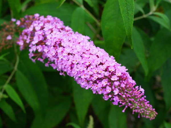 f:id:elmikamino:20120729113223j:image