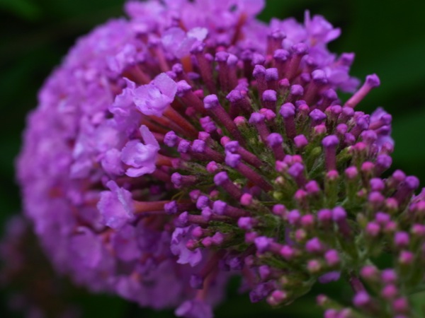 f:id:elmikamino:20120729113311j:image