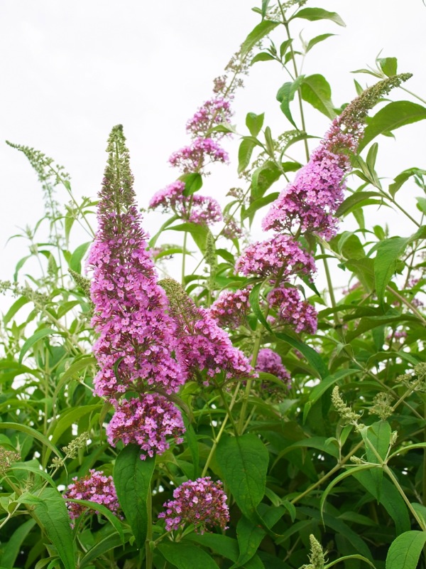 f:id:elmikamino:20120729113402j:image