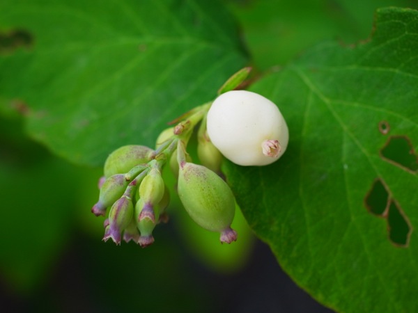 f:id:elmikamino:20120729120054j:image