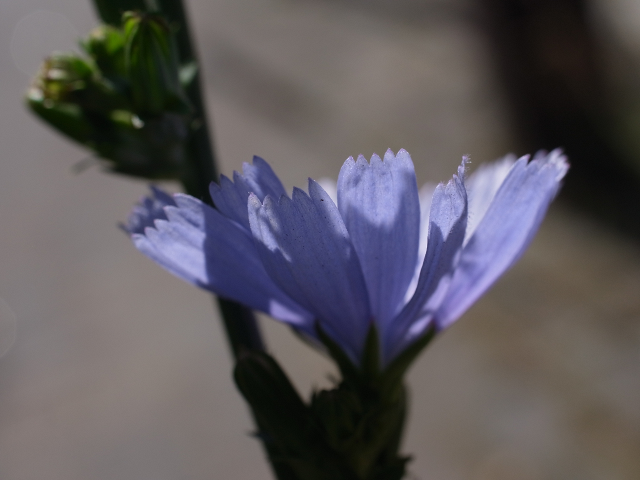 f:id:elmikamino:20120808114121j:image:w600