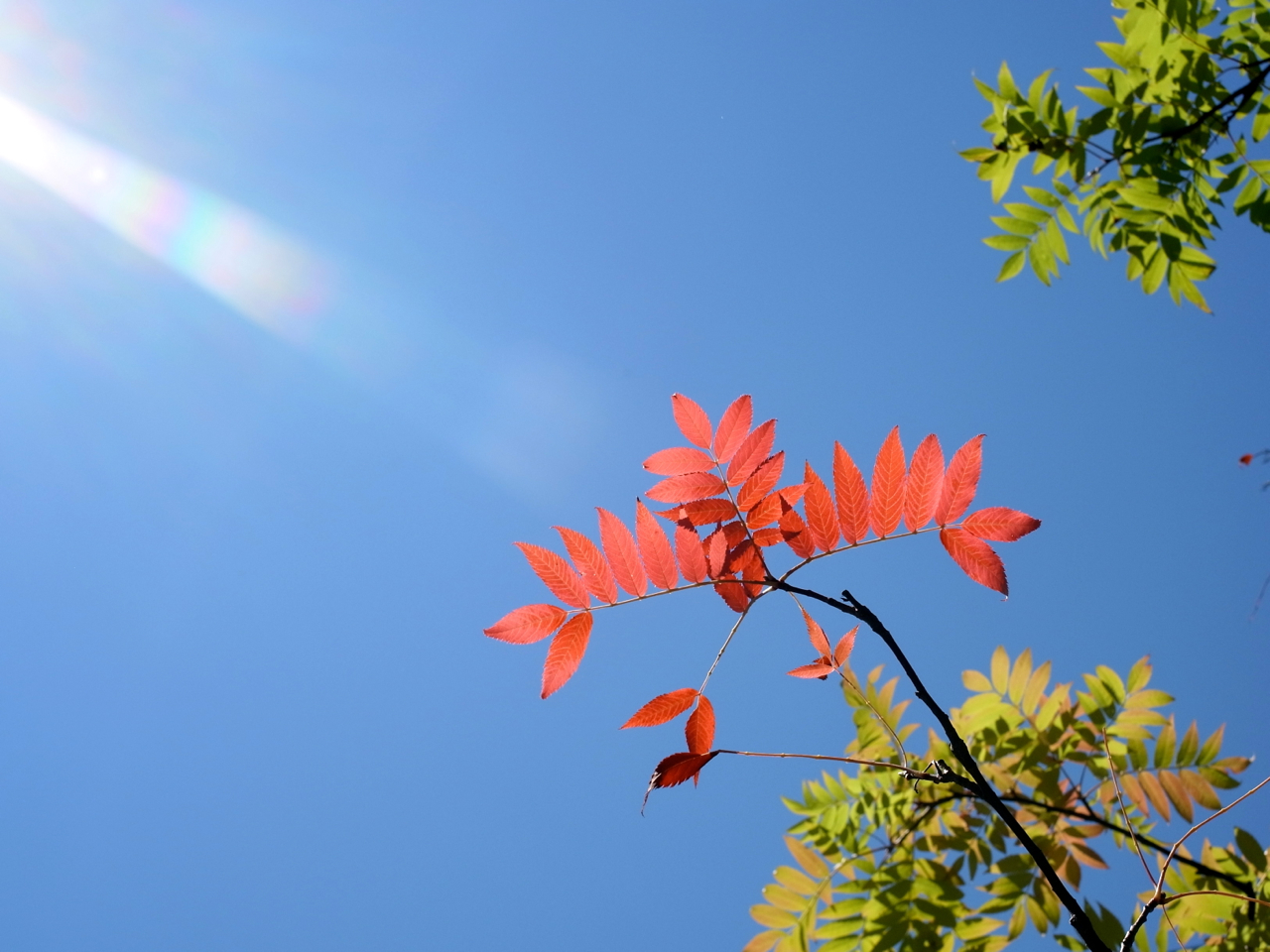 f:id:elmikamino:20120808114537j:image:w600