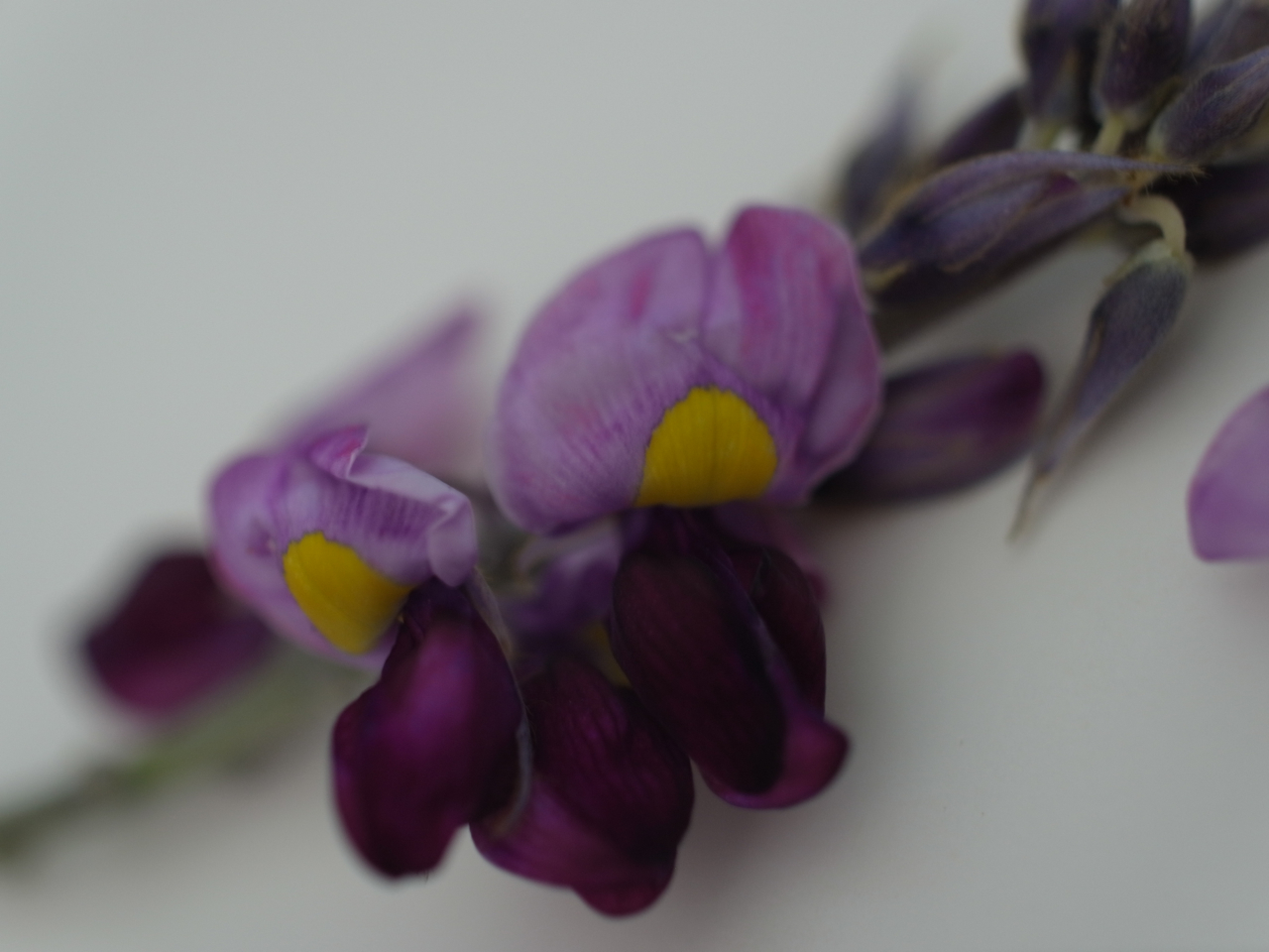 f:id:elmikamino:20120808121721j:image:w600