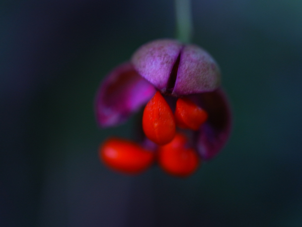 f:id:elmikamino:20120822171529j:image