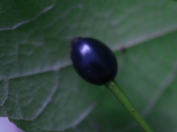 f:id:elmikamino:20120822171821j:image