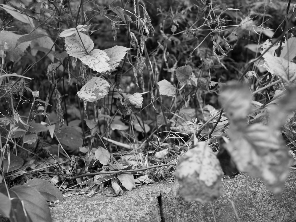 f:id:elmikamino:20120906111828j:image:w600