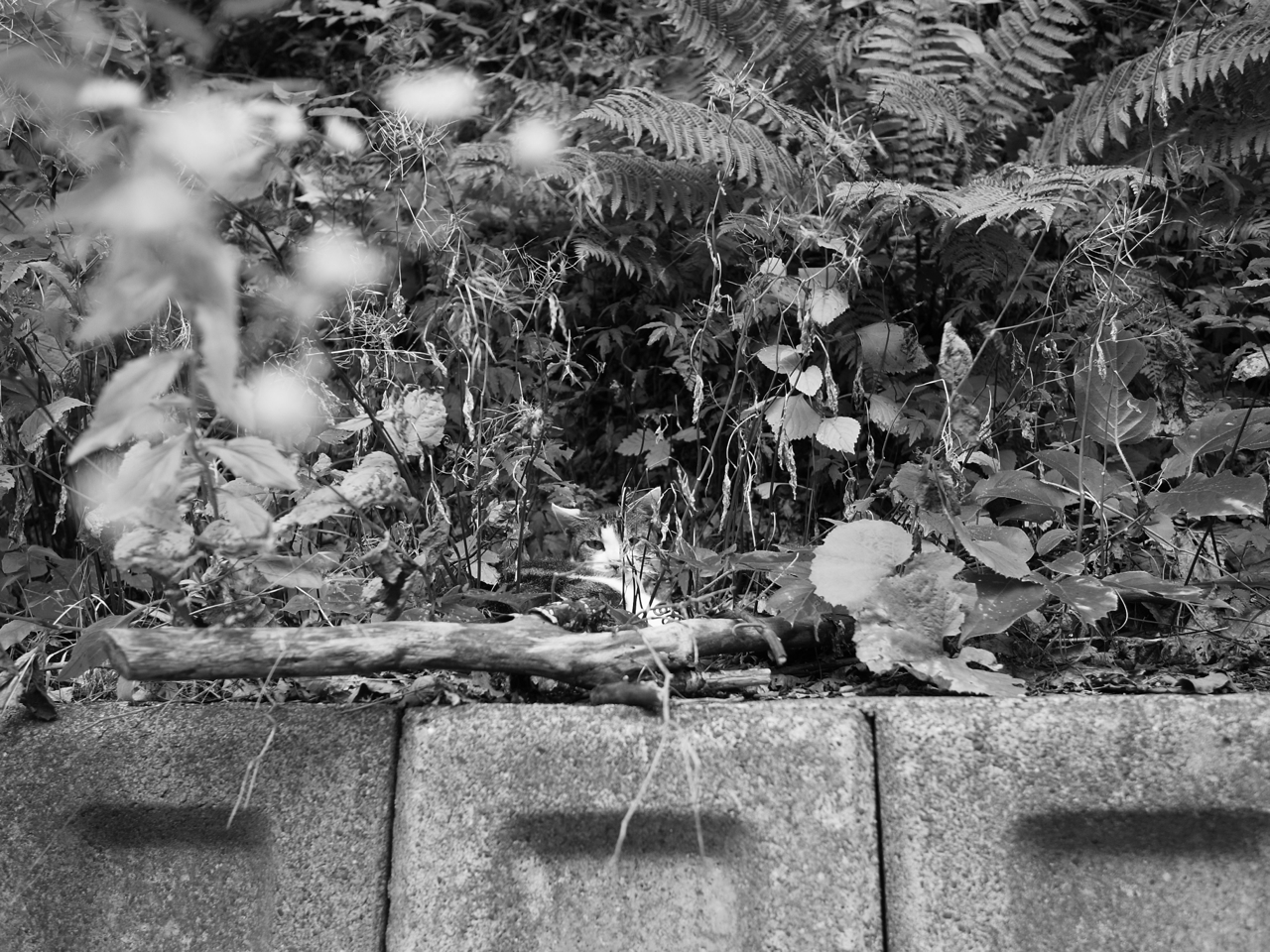 f:id:elmikamino:20120906122553j:image:w600