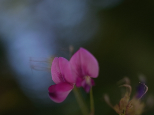 f:id:elmikamino:20120918102231j:image