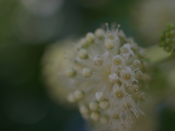 f:id:elmikamino:20120918102851j:image