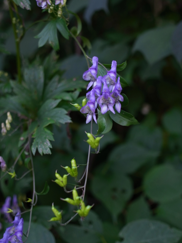 f:id:elmikamino:20120918103935j:image