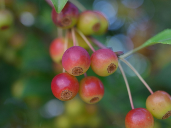 f:id:elmikamino:20120918104251j:image