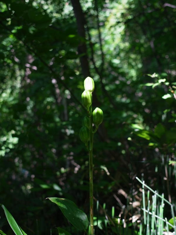 f:id:elmikamino:20120918113247j:image