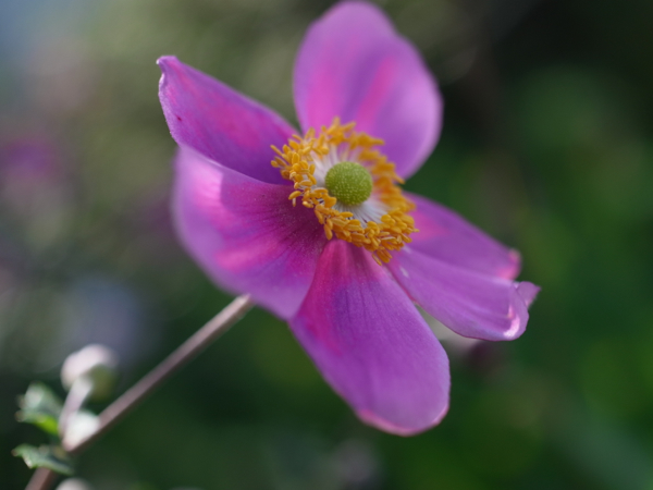 f:id:elmikamino:20120918120330j:image