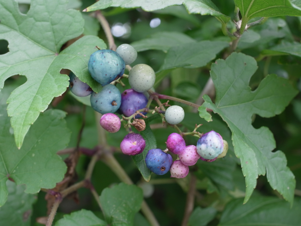 f:id:elmikamino:20120929154859j:image:w600 f:id:elmikamino:20120929154859j:image:w600