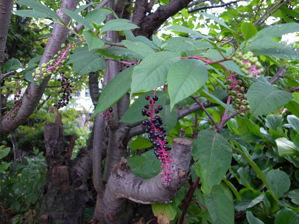f:id:elmikamino:20120930103343j:image:w600