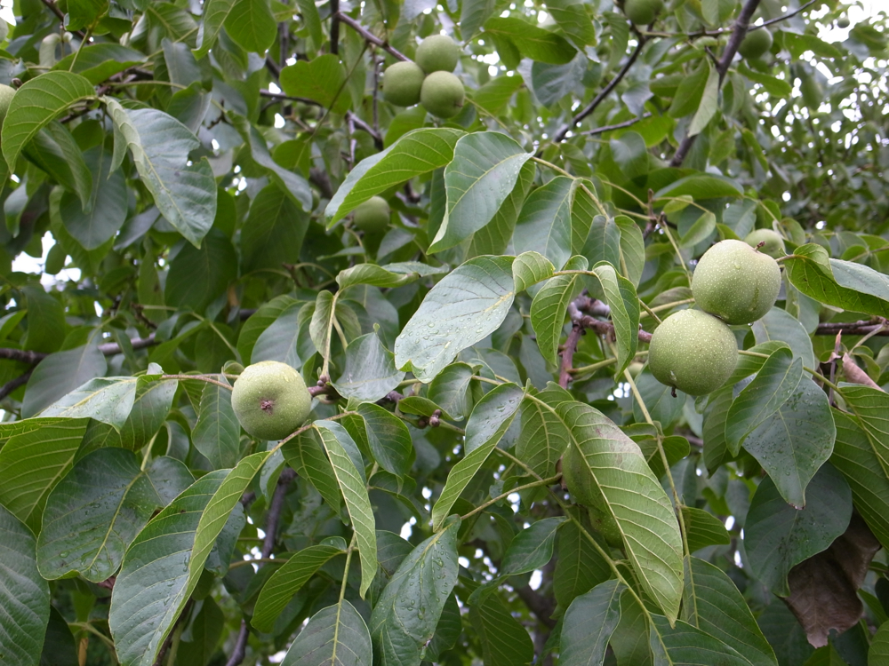 f:id:elmikamino:20120930103651j:image:w600