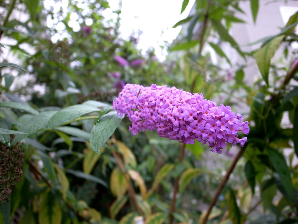 f:id:elmikamino:20120930110423j:image:w600