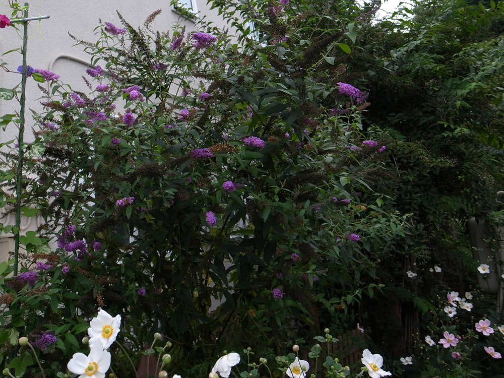 f:id:elmikamino:20120930110506j:image:w600