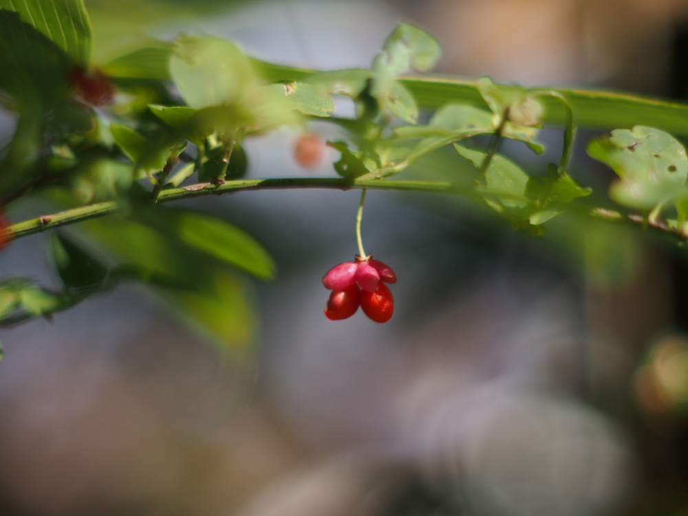 f:id:elmikamino:20121012094248j:image:w600