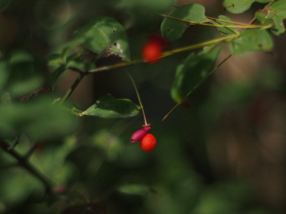f:id:elmikamino:20121012094335j:image:w600