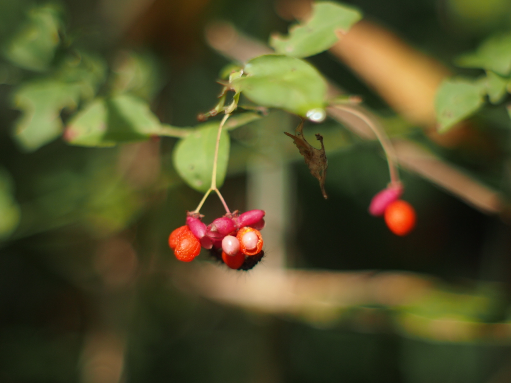 f:id:elmikamino:20121012094350j:image:w600