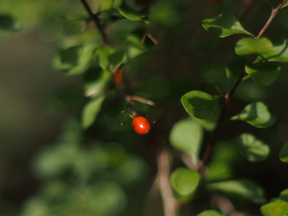 f:id:elmikamino:20121012094434j:image:w600