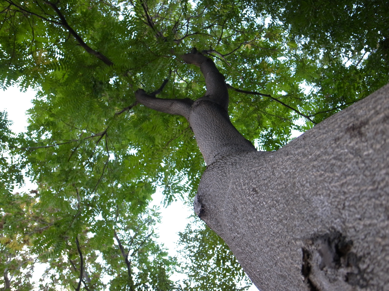 f:id:elmikamino:20121013152347j:image:w600