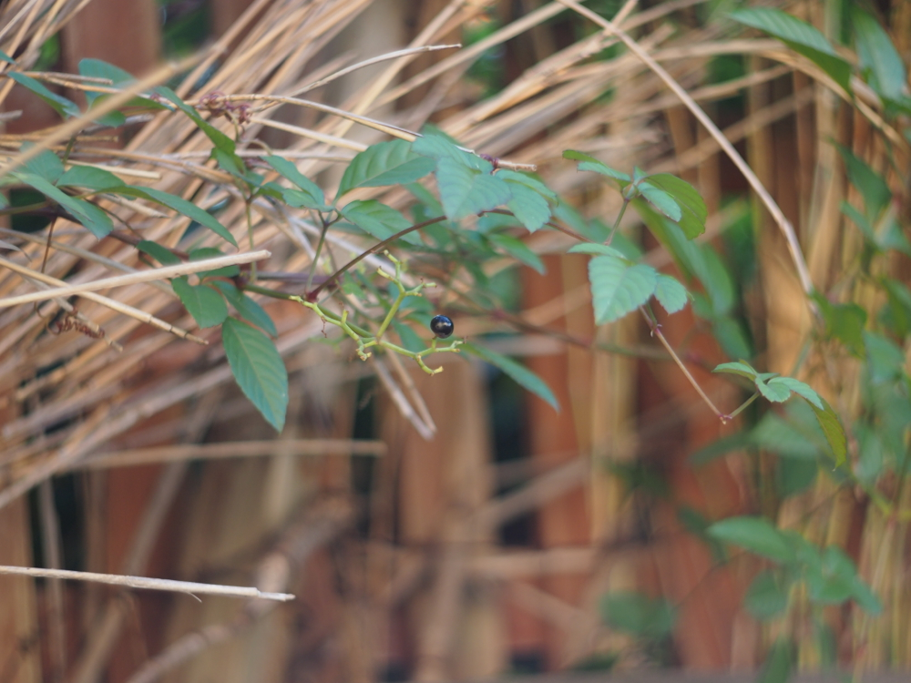 f:id:elmikamino:20121013160721j:image:w600 f:id:elmikamino:20121013160721j:image:w600