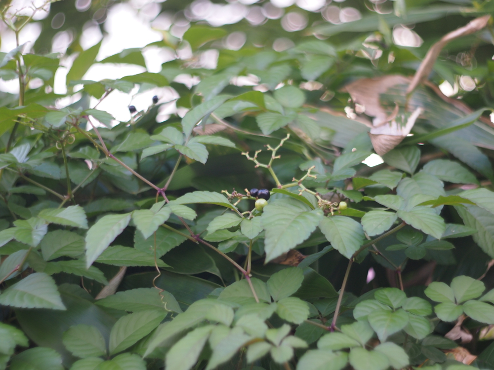 f:id:elmikamino:20121013161026j:image:w600 f:id:elmikamino:20121013161026j:image:w600
