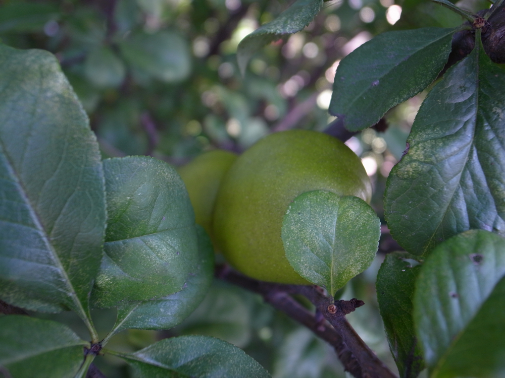 f:id:elmikamino:20121015114426j:image:w600