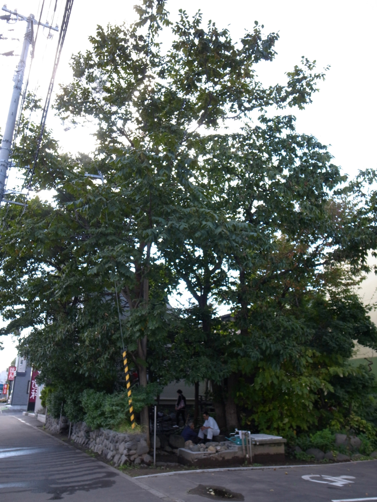 f:id:elmikamino:20121015114925j:image:w600