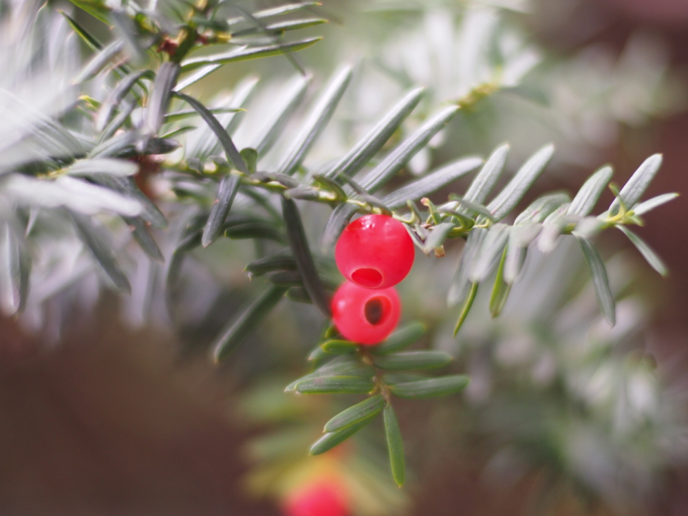 f:id:elmikamino:20121021113445j:image:w600