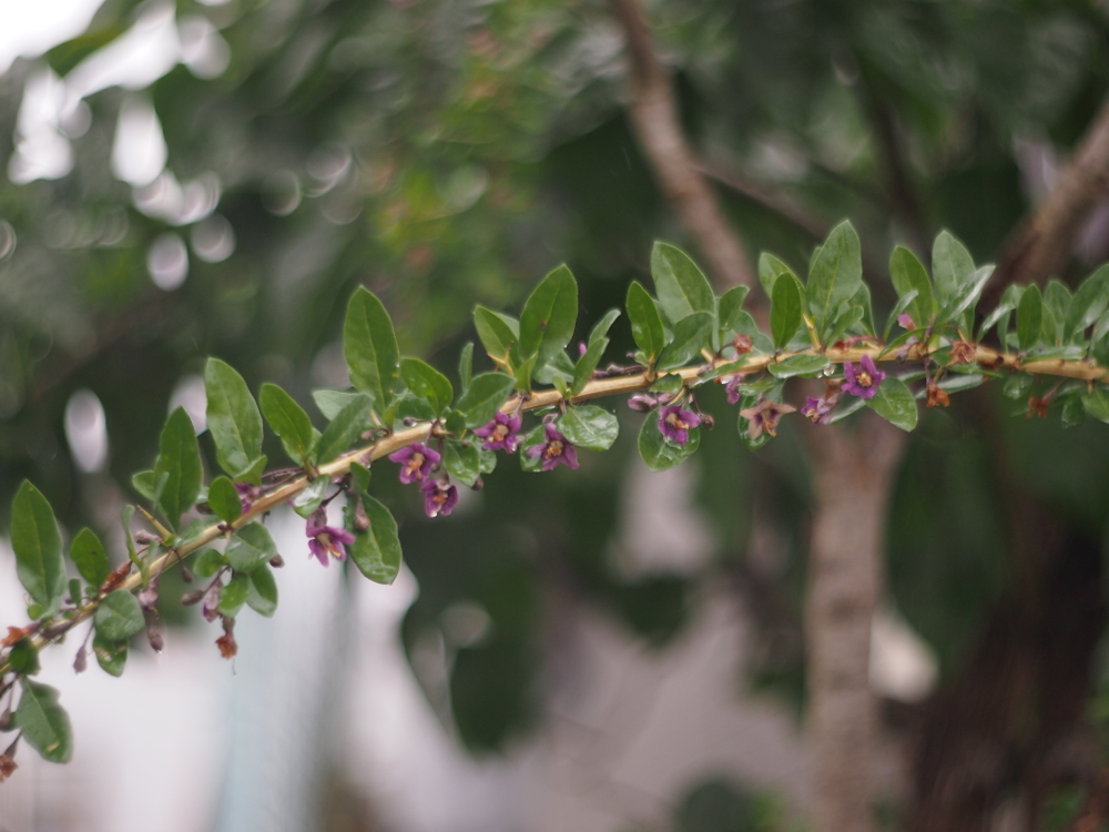 f:id:elmikamino:20121023103124j:image:w600
