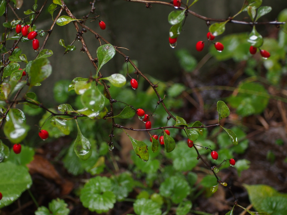 f:id:elmikamino:20121023111018j:image:w600