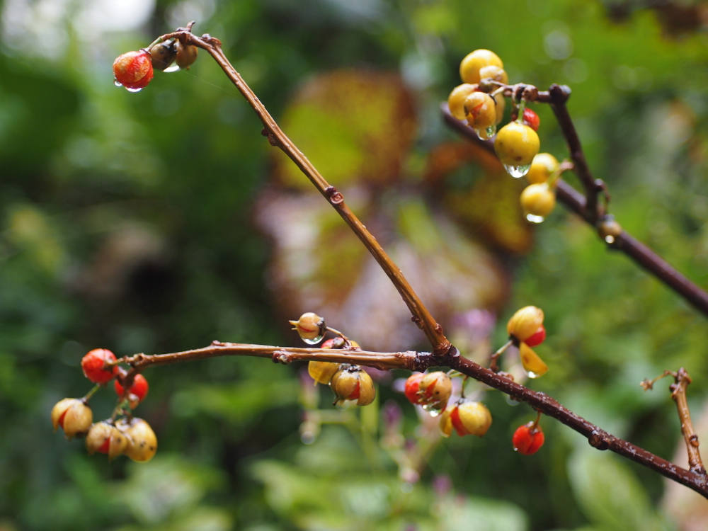 f:id:elmikamino:20121023111114j:image:w600