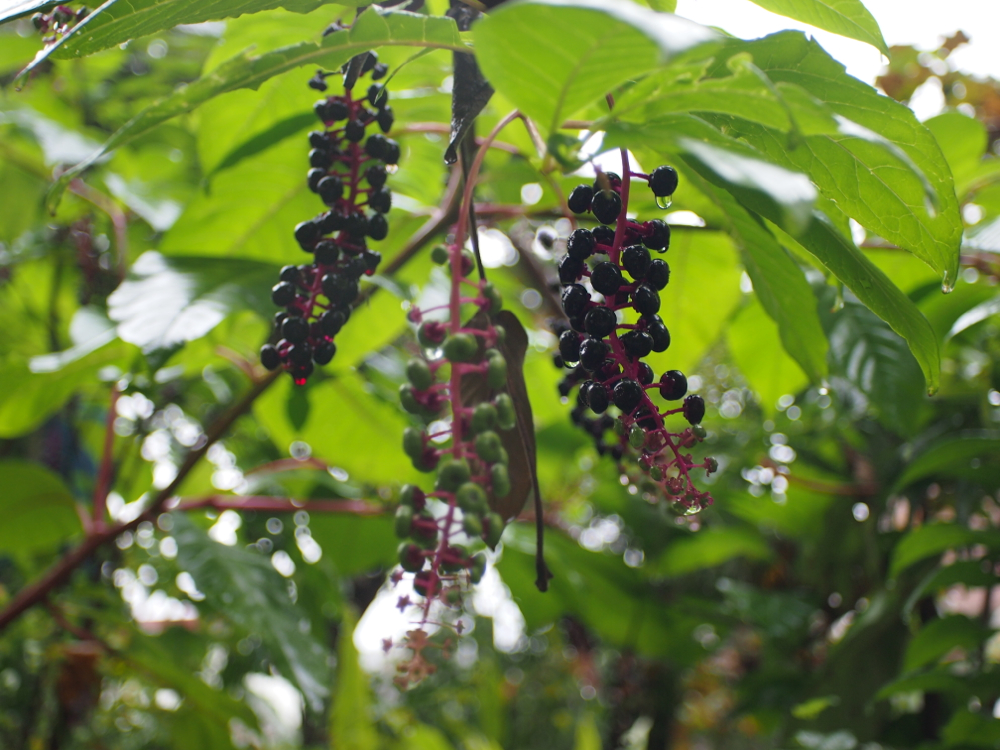 f:id:elmikamino:20121023111155j:image:w600