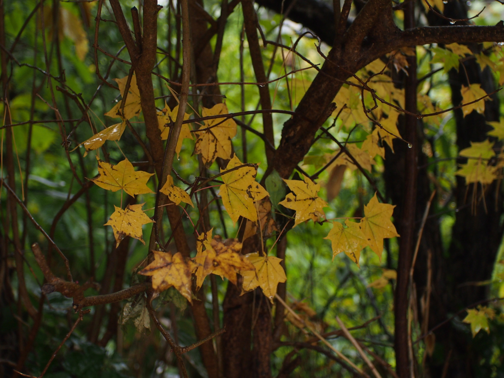 f:id:elmikamino:20121023111424j:image:w600
